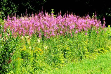 Mor pembe willow herb veya Rusya demlemek için kullanılan fireweed yabani ot fermente Ivan chai çay içmek