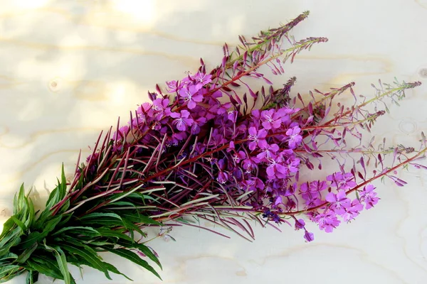 Purple pink willow herb or fireweed wild herb, used to brew Russian fermented drink ivan chai tea