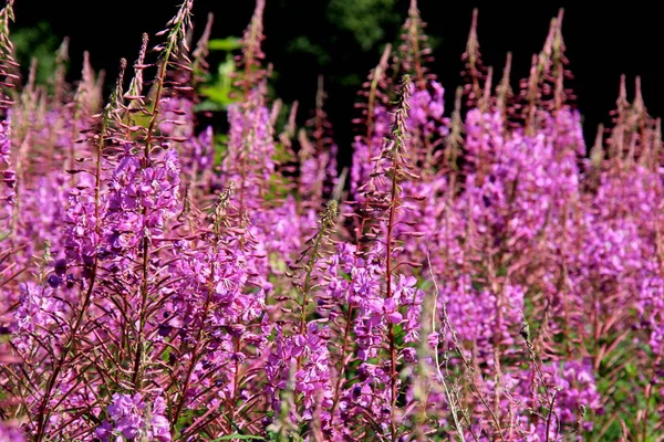 Purple pink willow herb or fireweed wild herb, used to brew Russian fermented drink ivan chai tea