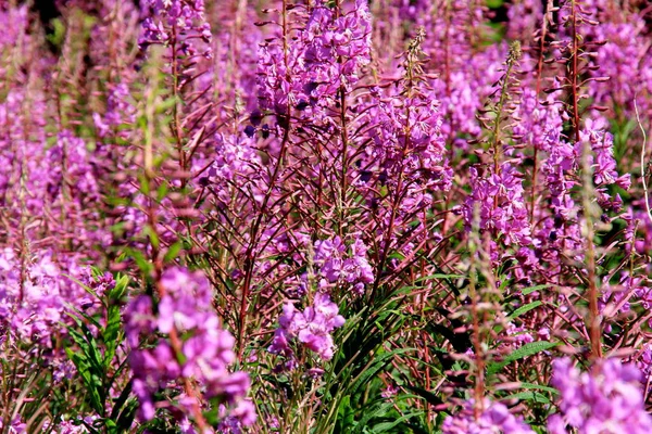 Erba Salice Rosa Porpora Erba Selvatica Fireweed Utilizzato Preparare Russo — Foto Stock