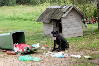 Çöp konteyner ile oynayan genç aptal köpek (cane corso)
