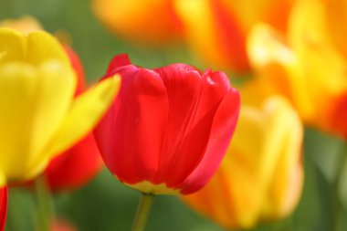 Bir alan, kartpostal veya paskalya ve anneler günü için tebrik kartı üzerinde güzel renkli kırmızı ve sarı laleler. Yumuşak seçici odak, yakın. Parlak renkli fotoğraf arka planı