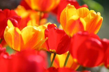 Bir alan, kartpostal veya paskalya ve anneler günü için tebrik kartı üzerinde güzel renkli kırmızı ve sarı laleler. Yumuşak seçici odak, yakın. Parlak renkli fotoğraf arka planı