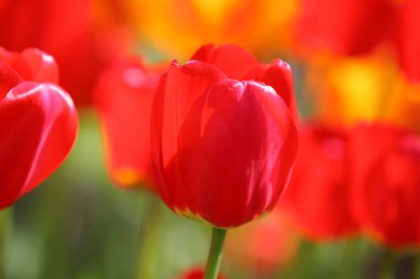 Bir alan, kartpostal veya paskalya ve anneler günü için tebrik kartı üzerinde güzel renkli kırmızı ve sarı laleler. Yumuşak seçici odak, yakın. Parlak renkli fotoğraf arka planı