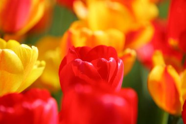 Bir alan, kartpostal veya paskalya ve anneler günü için tebrik kartı üzerinde güzel renkli kırmızı ve sarı laleler. Yumuşak seçici odak, yakın. Parlak renkli fotoğraf arka planı