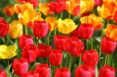 Bir alan, kartpostal veya paskalya ve anneler günü için tebrik kartı üzerinde güzel renkli kırmızı ve sarı laleler. Yumuşak seçici odak, yakın. Parlak renkli fotoğraf arka planı