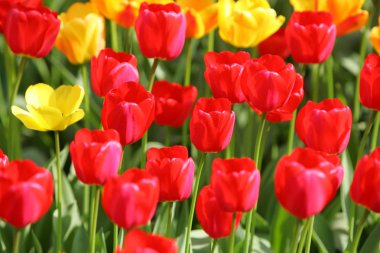 Bir alan, kartpostal veya paskalya ve anneler günü için tebrik kartı üzerinde güzel renkli kırmızı ve sarı laleler. Yumuşak seçici odak, yakın. Parlak renkli fotoğraf arka planı