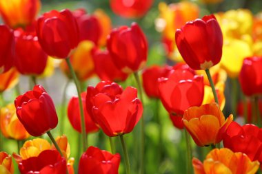 Bir alan, kartpostal veya paskalya ve anneler günü için tebrik kartı üzerinde güzel renkli kırmızı ve sarı laleler. Yumuşak seçici odak, yakın. Parlak renkli fotoğraf arka planı