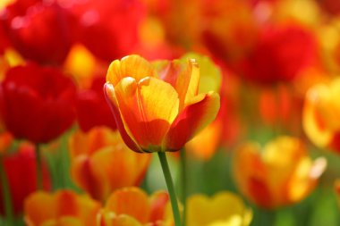 Bir alan, kartpostal veya paskalya ve anneler günü için tebrik kartı üzerinde güzel renkli kırmızı ve sarı laleler. Yumuşak seçici odak, yakın. Parlak renkli fotoğraf arka planı