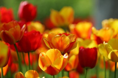 Bir alan, kartpostal veya paskalya ve anneler günü için tebrik kartı üzerinde güzel renkli kırmızı ve sarı laleler. Yumuşak seçici odak, yakın. Parlak renkli fotoğraf arka planı