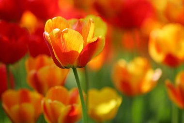 Bir alan, kartpostal veya paskalya ve anneler günü için tebrik kartı üzerinde güzel renkli kırmızı ve sarı laleler. Yumuşak seçici odak, yakın. Parlak renkli fotoğraf arka planı