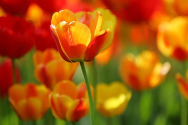 Bir alan, kartpostal veya paskalya ve anneler günü için tebrik kartı üzerinde güzel renkli kırmızı ve sarı laleler. Yumuşak seçici odak, yakın. Parlak renkli fotoğraf arka planı