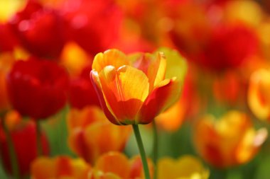 Bir alan, kartpostal veya paskalya ve anneler günü için tebrik kartı üzerinde güzel renkli kırmızı ve sarı laleler. Yumuşak seçici odak, yakın. Parlak renkli fotoğraf arka planı