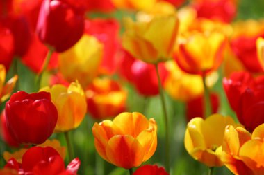 Bir alan, kartpostal veya paskalya ve anneler günü için tebrik kartı üzerinde güzel renkli kırmızı ve sarı laleler. Yumuşak seçici odak, yakın. Parlak renkli fotoğraf arka planı