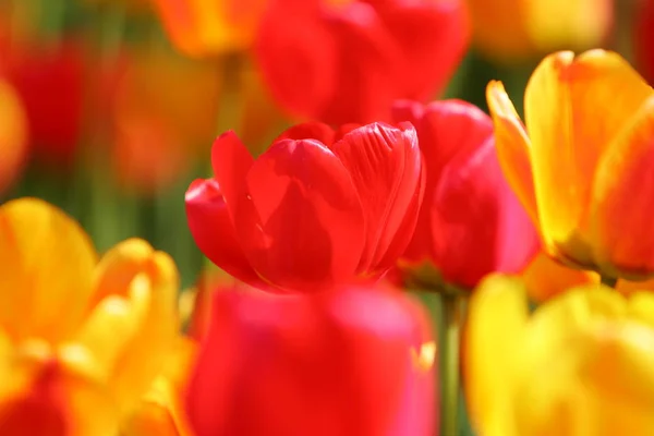 Piękne Kolorowe Czerwone Żółte Tulipany Polu Pocztówka Lub Greetingcard Wielkanoc — Zdjęcie stockowe