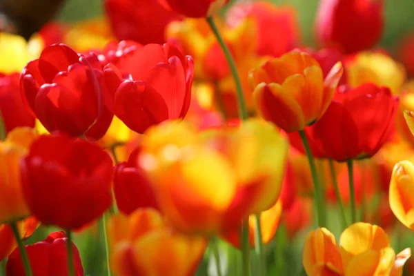Красивые Цветные Красные Желтые Тюльпаны Поле Открытка Открытка Пасху День — стоковое фото