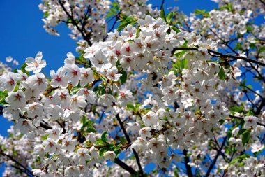 Riga, Letonya Zafer parkı (Uzvaras parkları) parkta mavi bir gökyüzü arka plan üzerinde çiçekler ile güzel kiraz dalları                                            