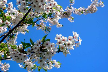 Riga Zafer parkı (Uzvaras parkları) parkta mavi bir gökyüzü arka plan üzerinde çiçekler ile güzel kiraz dalları              