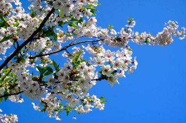 Riga Zafer parkı (Uzvaras parkları) parkta mavi bir gökyüzü arka plan üzerinde çiçekler ile güzel kiraz dalları              