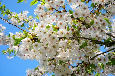 Riga Zafer parkı (Uzvaras parkları) parkta mavi bir gökyüzü arka plan üzerinde çiçekler ile güzel kiraz dalları              
