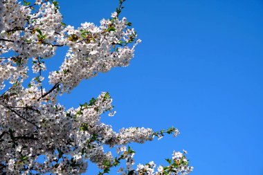 Riga Zafer parkı (Uzvaras parkları) parkta mavi bir gökyüzü arka plan üzerinde çiçekler ile güzel kiraz dalları              