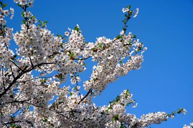 Riga Zafer parkı (Uzvaras parkları) parkta mavi bir gökyüzü arka plan üzerinde çiçekler ile güzel kiraz dalları              