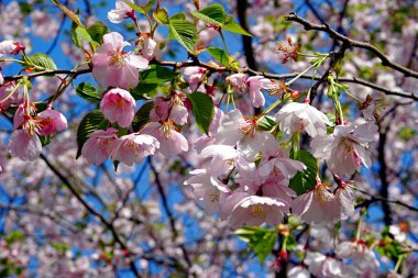 Mavi gökyüzünde Kiraz çiçeği ağacı veya Sakura çiçek ağacı çiçeği yakın                    