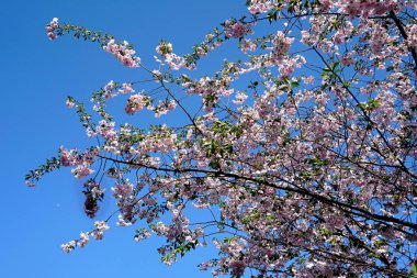 Mavi gökyüzünde Kiraz çiçeği ağacı veya Sakura çiçek ağacı çiçeği yakın                    