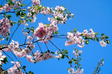 Mavi gökyüzünde Kiraz çiçeği ağacı veya Sakura çiçek ağacı çiçeği yakın                      