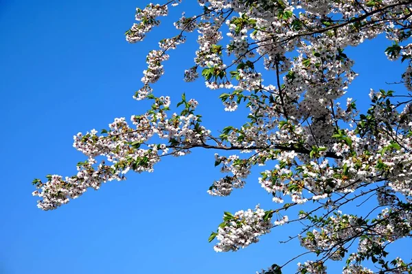 Beautiful cherry branches with flowers on a blue sky background in the park in Victory park (Uzvaras parks) in Riga, Latvia