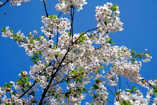 Hermosas Ramas Cerezo Con Flores Sobre Fondo Cielo Azul Parque — Foto de Stock