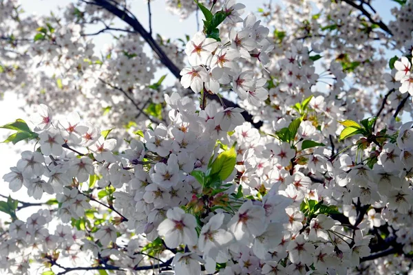 Belos Ramos Cereja Com Flores Fundo Azul Céu Parque Victory — Fotografia de Stock