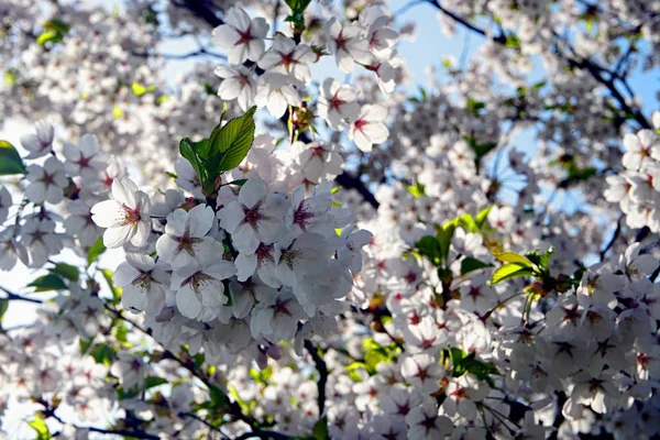在里加胜利公园 乌兹瓦拉斯公园 的公园里 美丽的樱桃枝与蓝天背景的花朵 — 图库照片