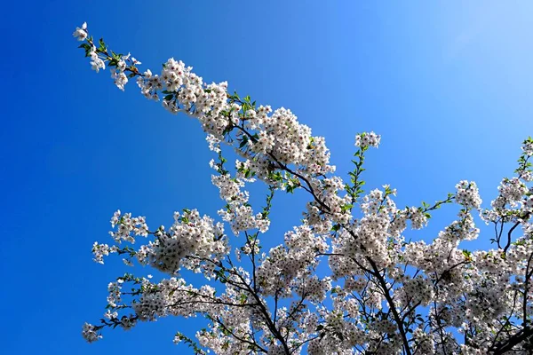 Hermosas Ramas Cerezo Con Flores Sobre Fondo Cielo Azul Parque — Foto de Stock