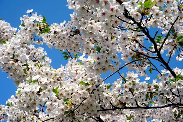 Beautiful cherry branches with flowers on a blue sky background in the park in Victory park (Uzvaras parks) in Riga