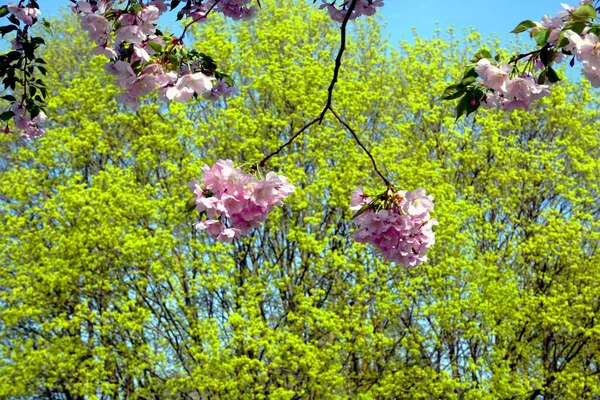 樱花树或樱花树在蓝天上开花的特写 — 图库照片