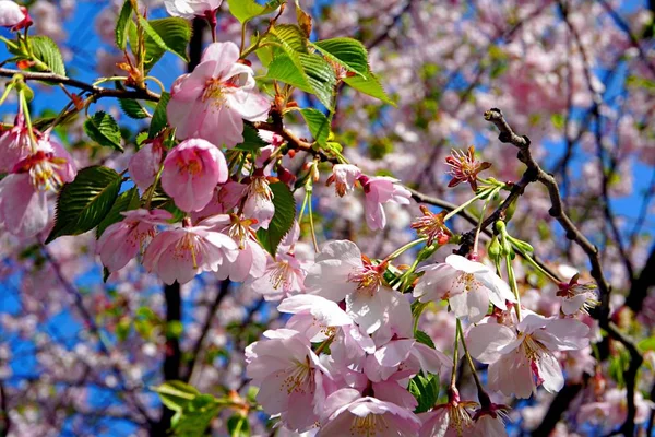 Primer Plano Del Árbol Flor Cerezo Flor Sakura Cielo Azul — Foto de Stock