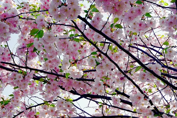 樱花树或樱花树在蓝天上开花的特写 — 图库照片