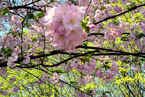 Nahaufnahme Von Kirschblütenbaum Oder Sakura Blume Blauen Himmel — Stockfoto