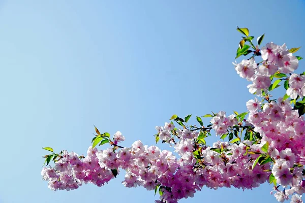 Primer Plano Del Árbol Flor Cerezo Flor Sakura Cielo Azul — Foto de Stock