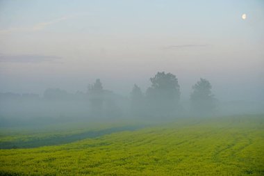 Sarı tecavüz sahası sabahın erken saatlerinde sisli ve gökte ay, gün doğumuyla                 