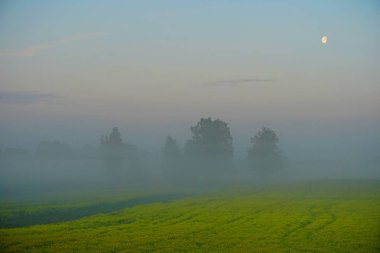 Sarı tecavüz sahası sabahın erken saatlerinde sisli ve gökte ay, gün doğumuyla                 