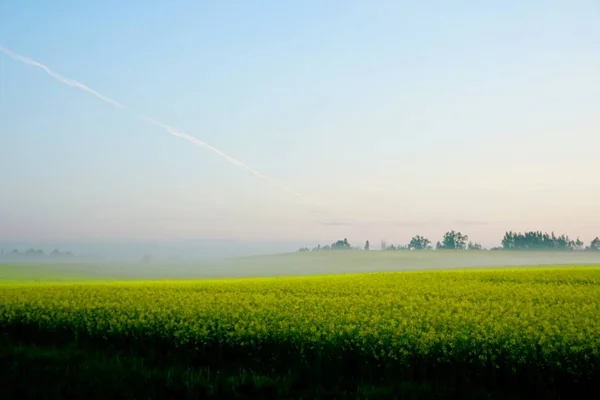 Yellow Rape Field Early Morning Trees Fog Sunrise — 스톡 사진