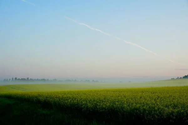 Campo Violación Amarillo Temprano Mañana Con Árboles Niebla Amanecer —  Fotos de Stock