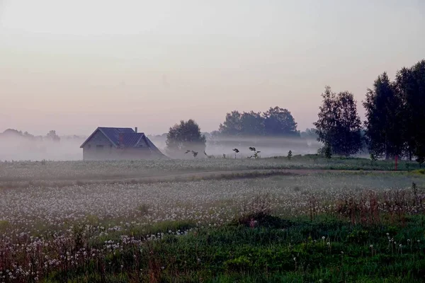 Weide Met Paardebloem Mist Sunrise — Stockfoto