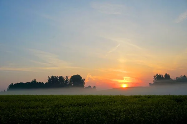 Gult Rapsfält Tidigt Morgonen Med Träd Dimman Soluppgång — Stockfoto