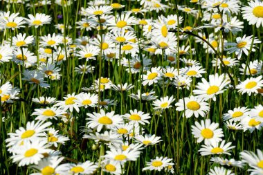 Beyaz çiçekler, Papatya çiçekleri ile güzel yaz çiçek çayır. Symphyotrichum ericoides (syn. Aster ericoides), beyaz fundalık asster, beyaz aster veya fundalık aster olarak bilinir. Beyaz çayır çiçek arka plan                               