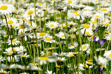 Beyaz çiçekler, Papatya çiçekleri ile güzel yaz çiçek çayır. Symphyotrichum ericoides (syn. Aster ericoides), beyaz fundalık asster, beyaz aster veya fundalık aster olarak bilinir. Beyaz çayır çiçek arka plan                               