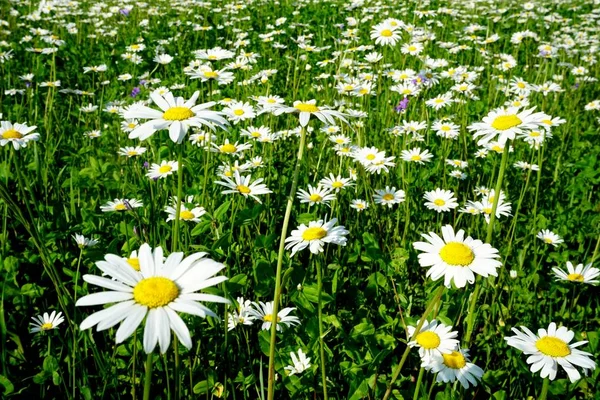 Beautiful Summer Flower Meadow White Flowers Daisy Flowers Symphyotrichum Ericoides — Stock Photo, Image