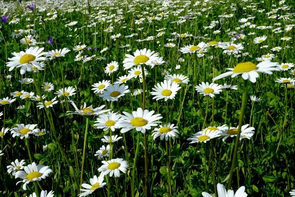 Bonito Prado Flores Verão Com Flores Brancas Flores Daisy Symphyotrichum — Fotografia de Stock